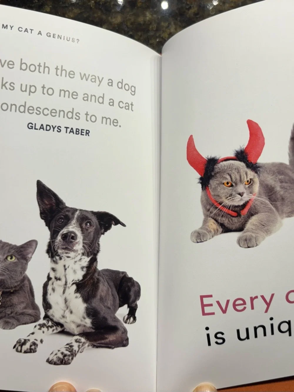 Is My Cat a Genius? Fun Cat-Themed Book